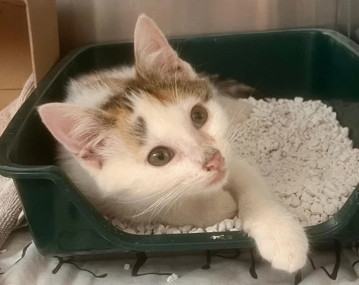 Klara, female puppy mixed breed for adoption at Tierheim Linz, Linz