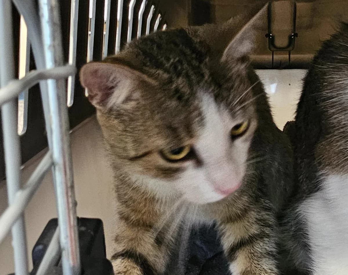 Muezza, male mixed breed for adoption at Tierheim Linz, Linz