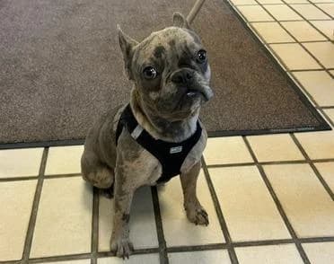 Cooper, male puppy French Bulldog for adoption at Tierheim Linz, Linz