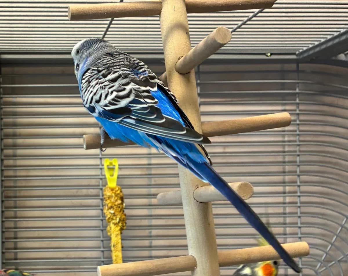 Herr Emil, male mixed breed for adoption at Tierheim Linz, Linz