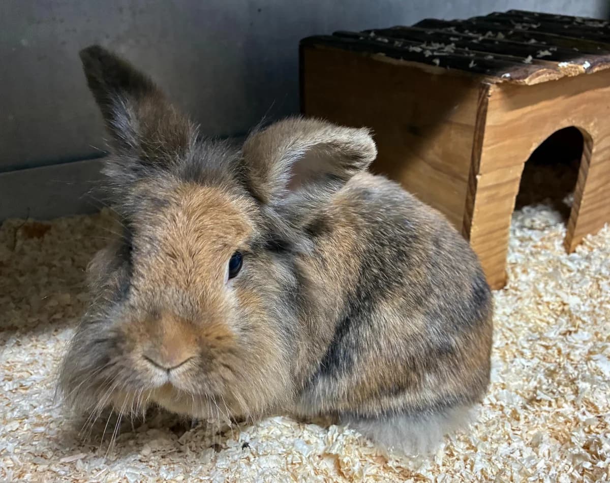 Helena, female mixed breed for adoption at Tierheim Linz, Linz