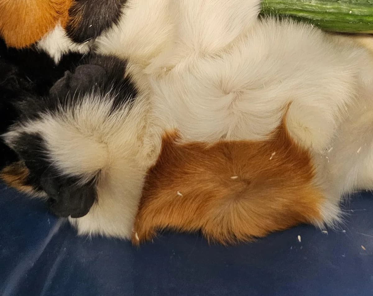 Penelope, female 3yo mixed breed for adoption at Tierheim Linz, Linz