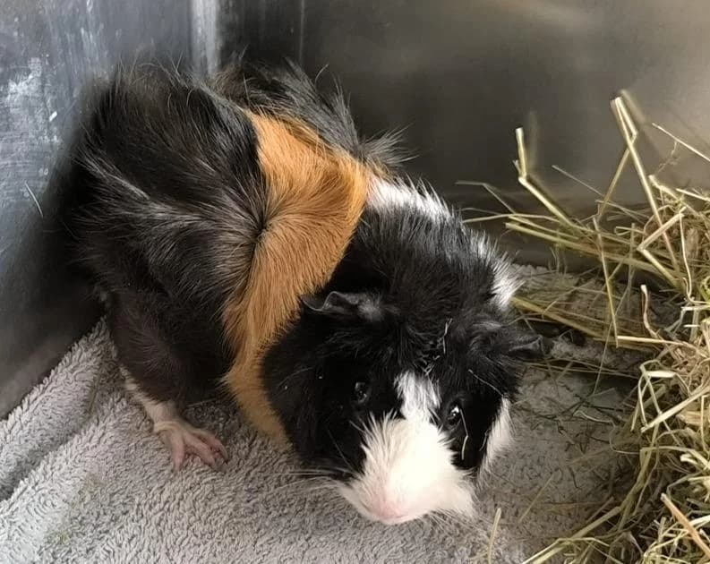 Odysseus, male 3yo mixed breed for adoption at Tierheim Linz, Linz