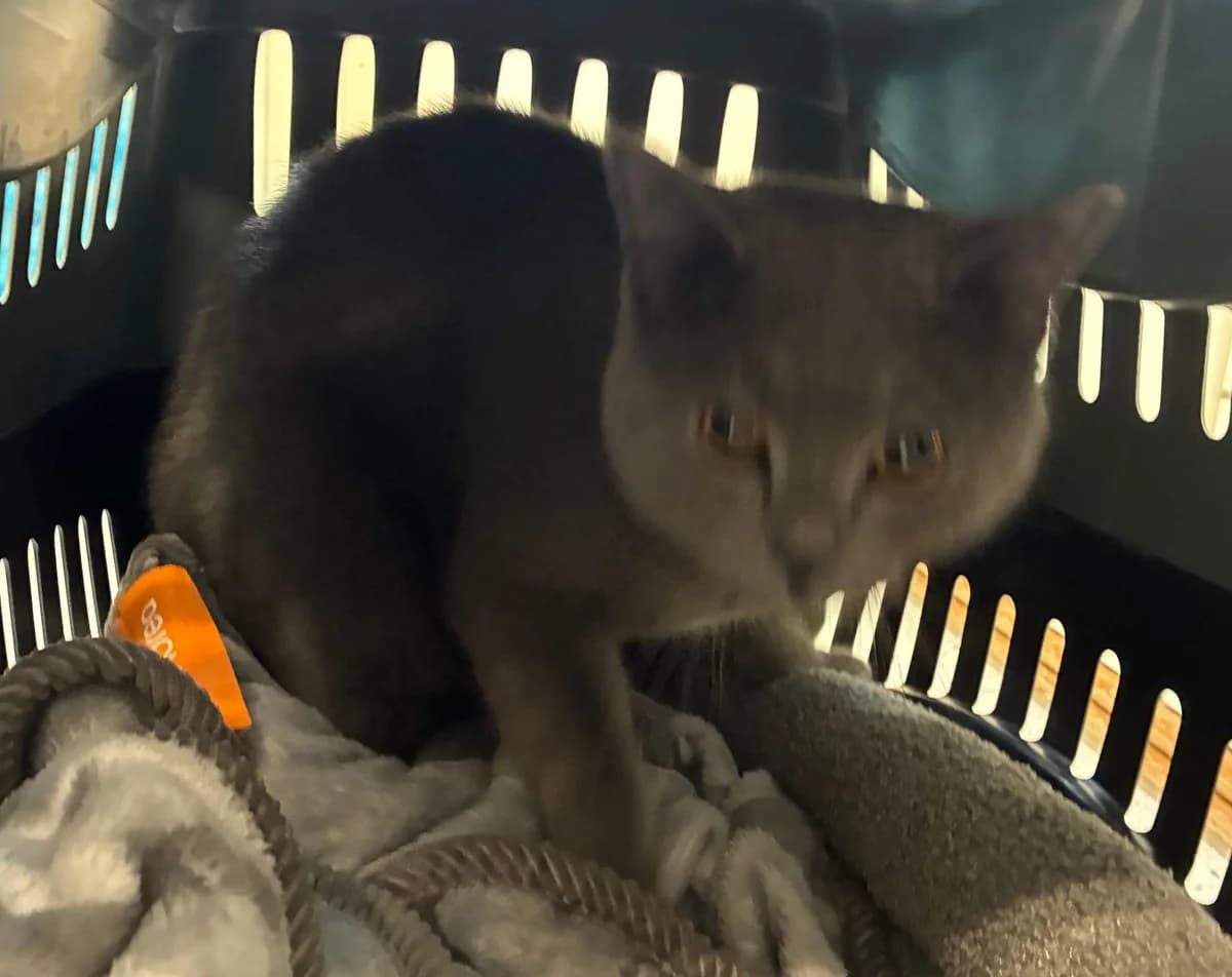 Simba, male puppy British Shorthair for adoption at Tierheim Linz, Linz