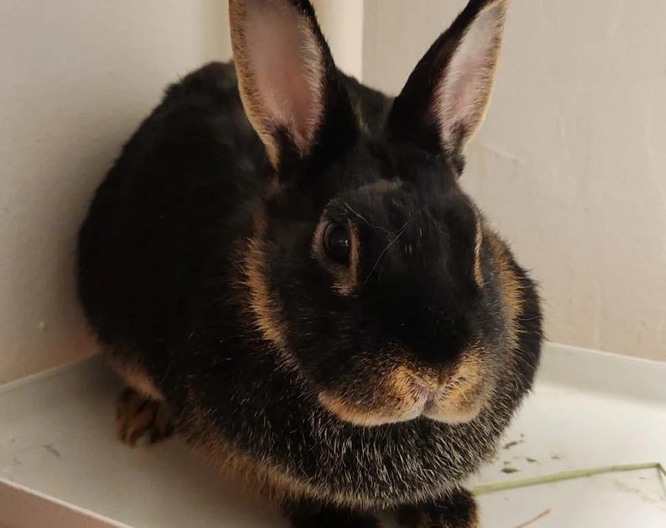 Quinn,  (Tierheim Linz)