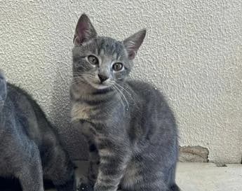 Cardan, male puppy mixed breed for adoption at Tierheim Linz, Linz