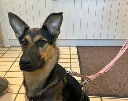 Luna, female puppy German Shepherd for adoption at Tierheim Linz, Linz