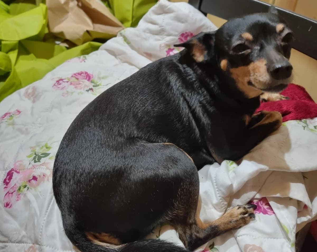 Daisy, female 7yo mixed breed for adoption at Tierheim Linz, Linz