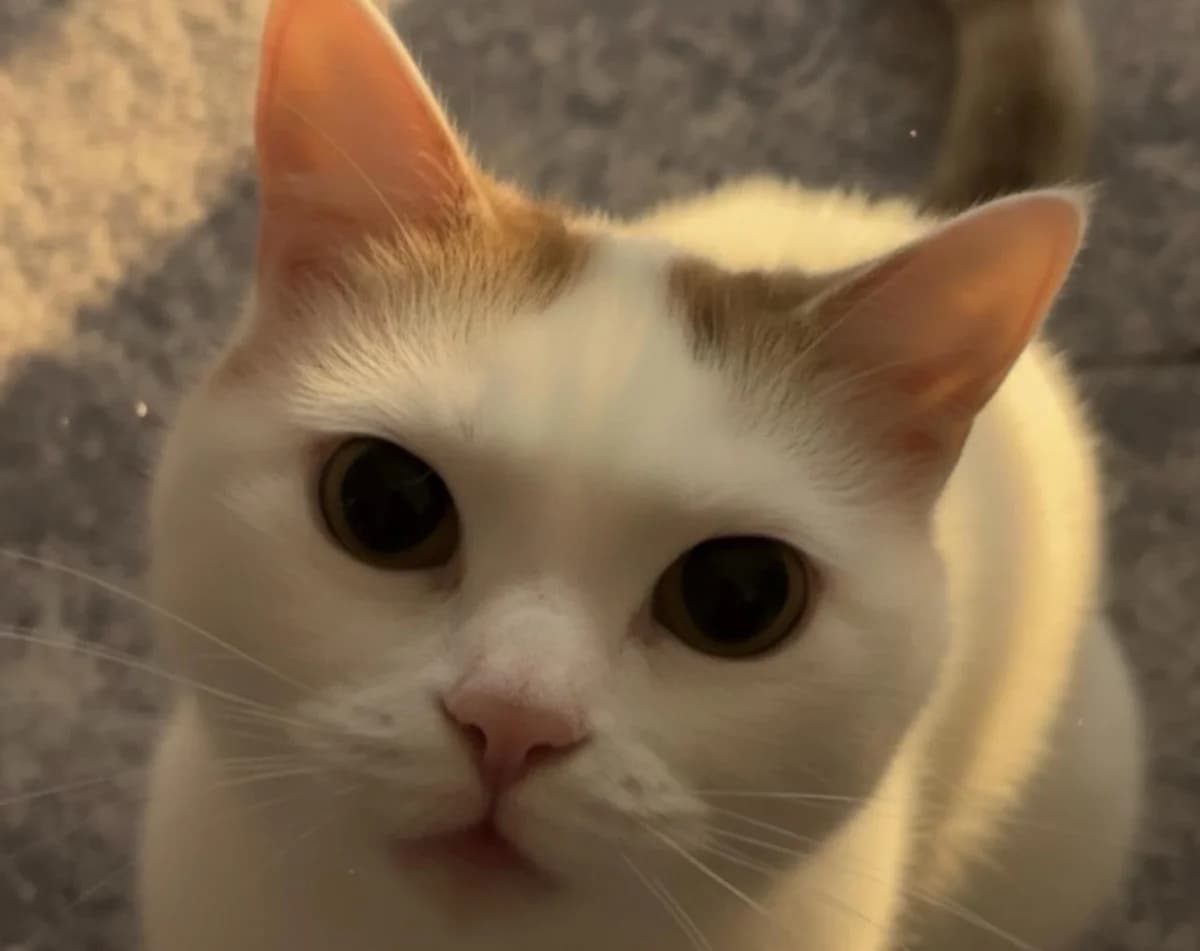 Ling, female 3yo mixed breed for adoption at Tierheim Linz, Linz