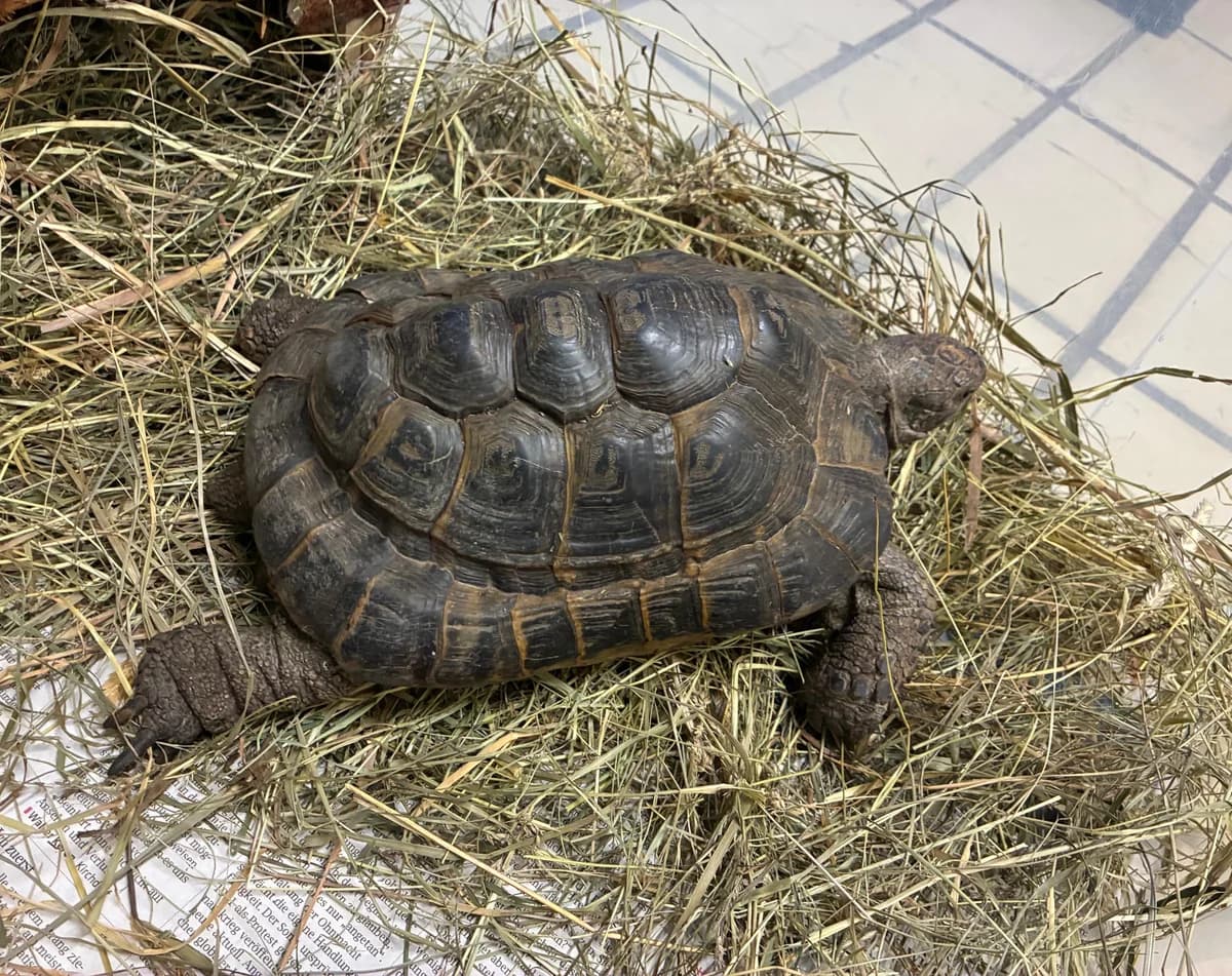 Unbekannt, male senior mixed breed for adoption at Tierheim Linz, Linz