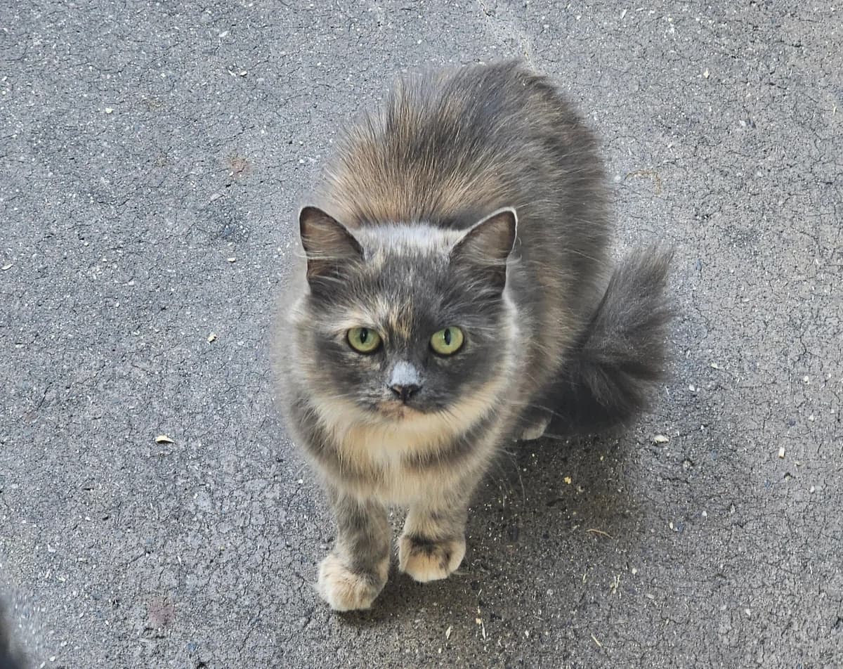 Opal, female 3yo mixed breed for adoption at Tierheim Linz, Linz