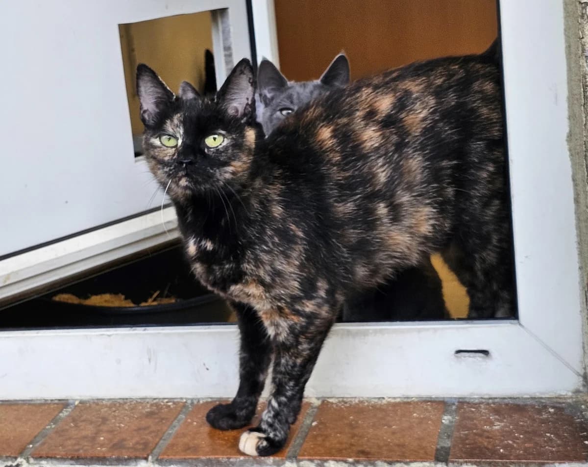 Jade, female 3yo mixed breed for adoption at Tierheim Linz, Linz