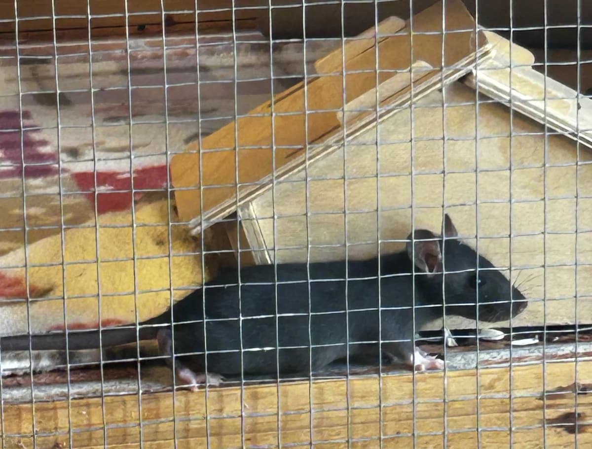 2 Farbratten, male Mixed Breed for adoption at Osttirol