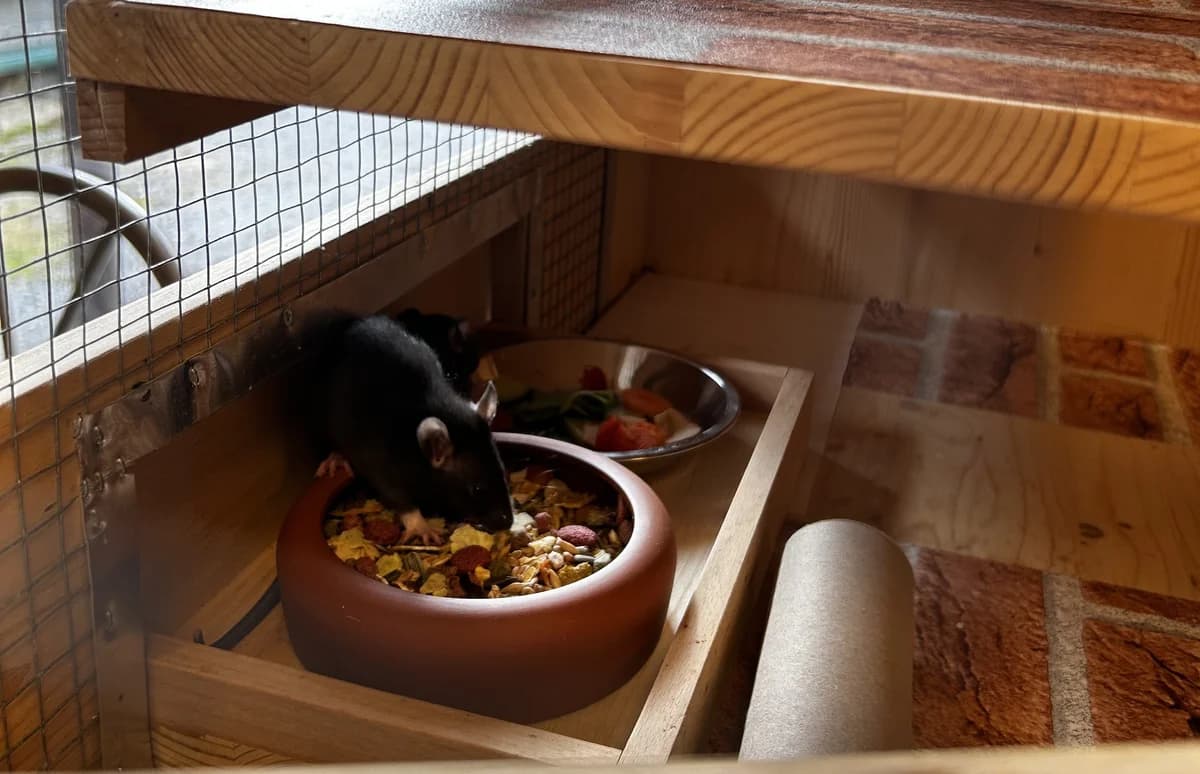 2 Farbratten, male Mixed Breed for adoption at Osttiroler Tierschutzverein, Osttirol photo 2