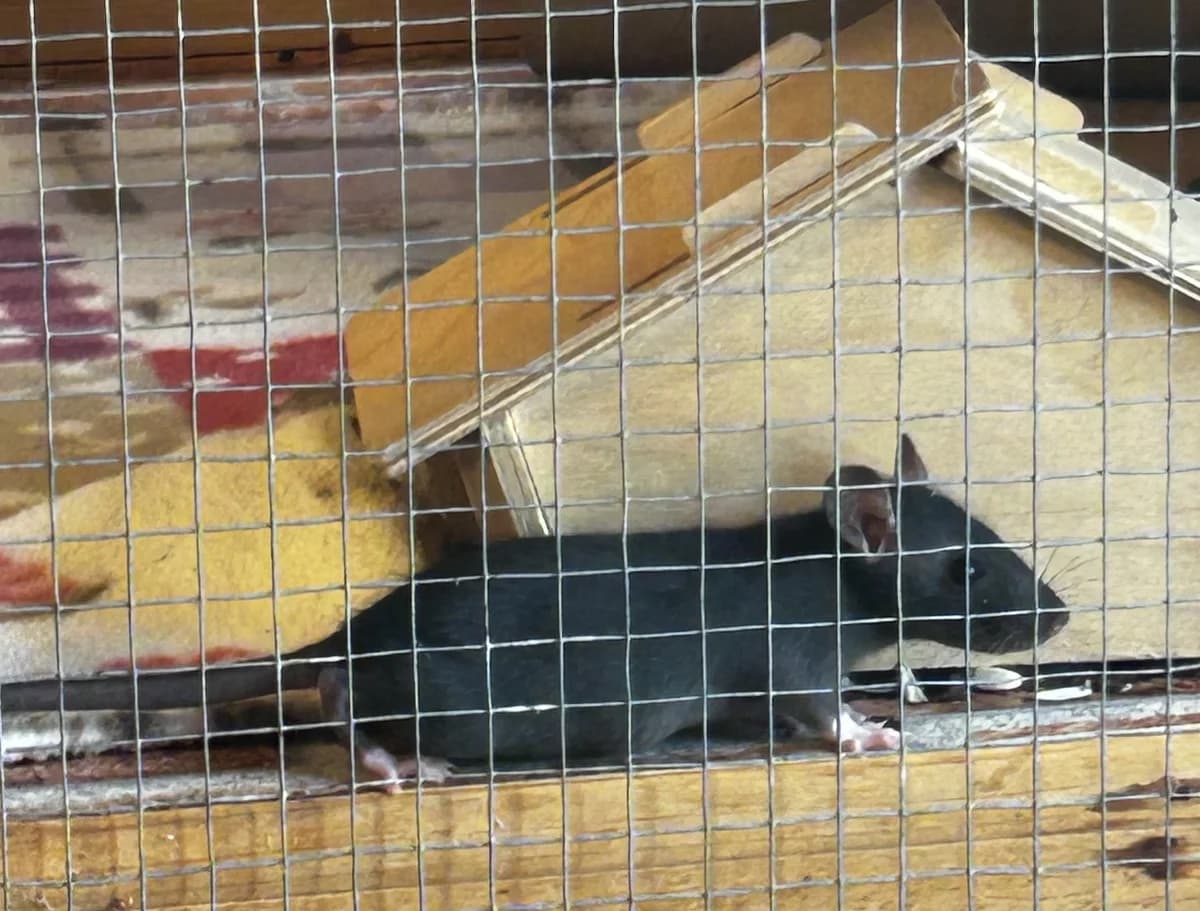 2 Farbratten, male Mixed Breed for adoption at Osttiroler Tierschutzverein, Osttirol photo 3