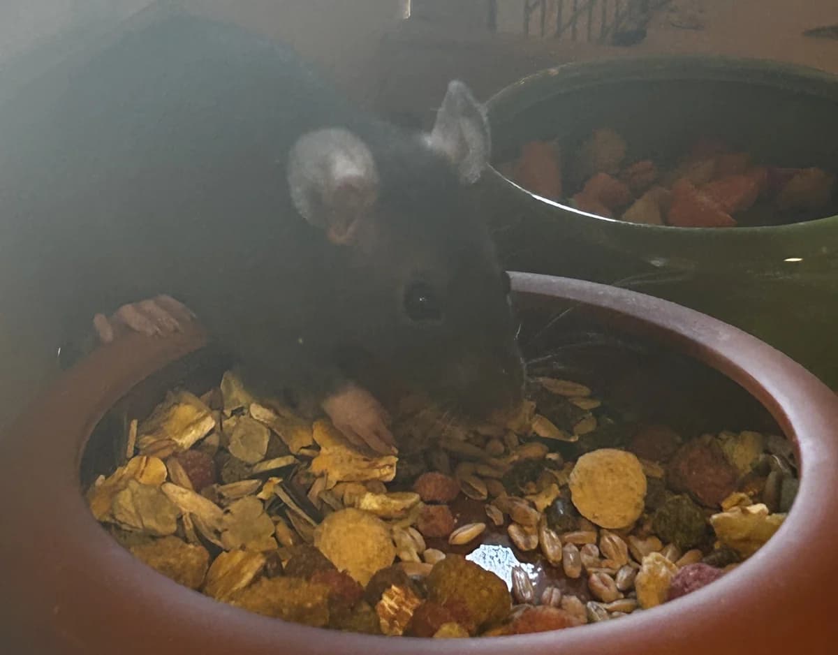 2 Farbratten, male Mixed Breed for adoption at Osttiroler Tierschutzverein, Osttirol photo 4