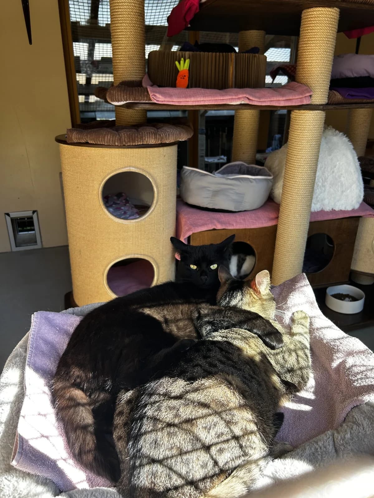 Stella und Gandalf, male Mixed Breed for adoption at Osttirol