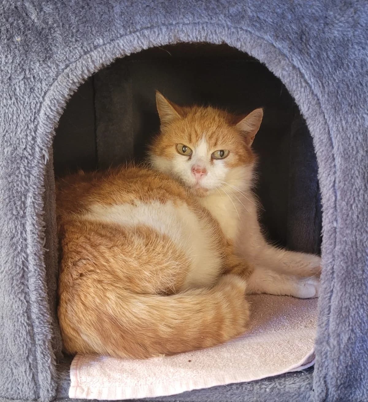 Rosy, female Mixed Breed for adoption at Osttirol