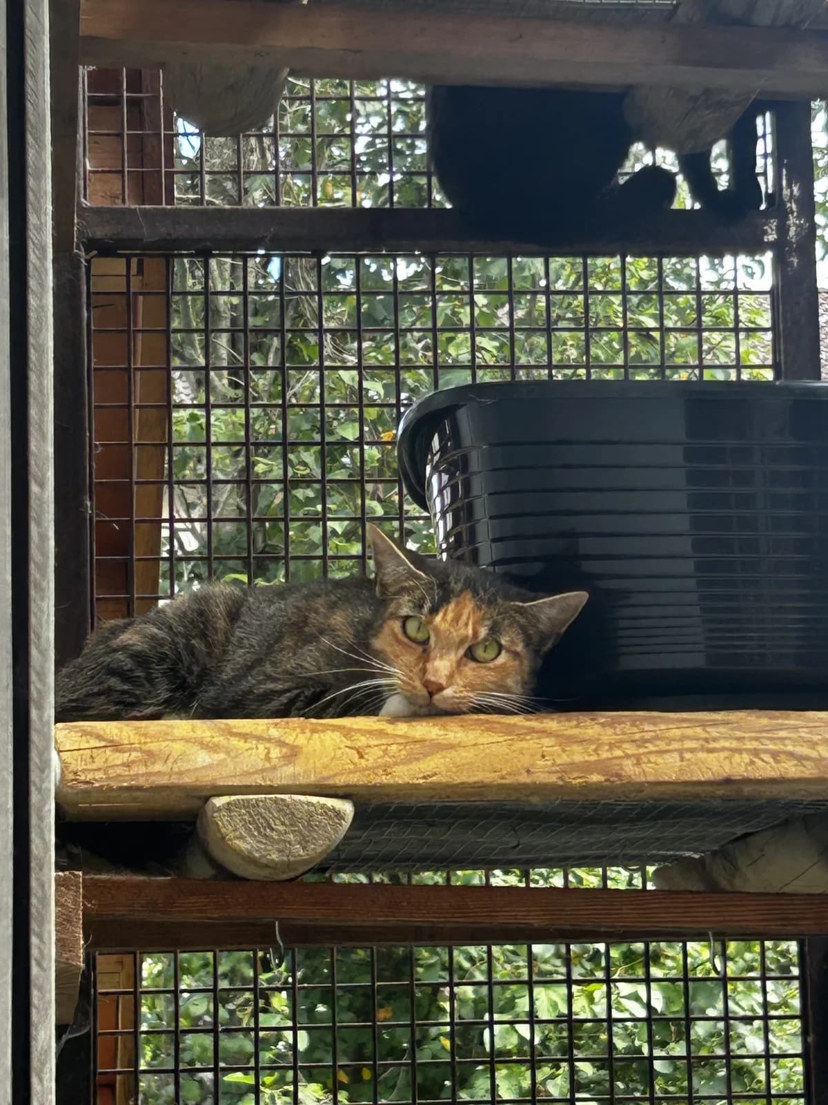 Bella, female Mixed Breed for adoption at Osttirol