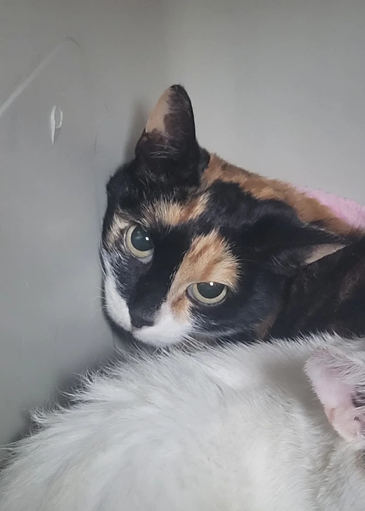 Ronja, female Mixed Breed for adoption at Osttirol