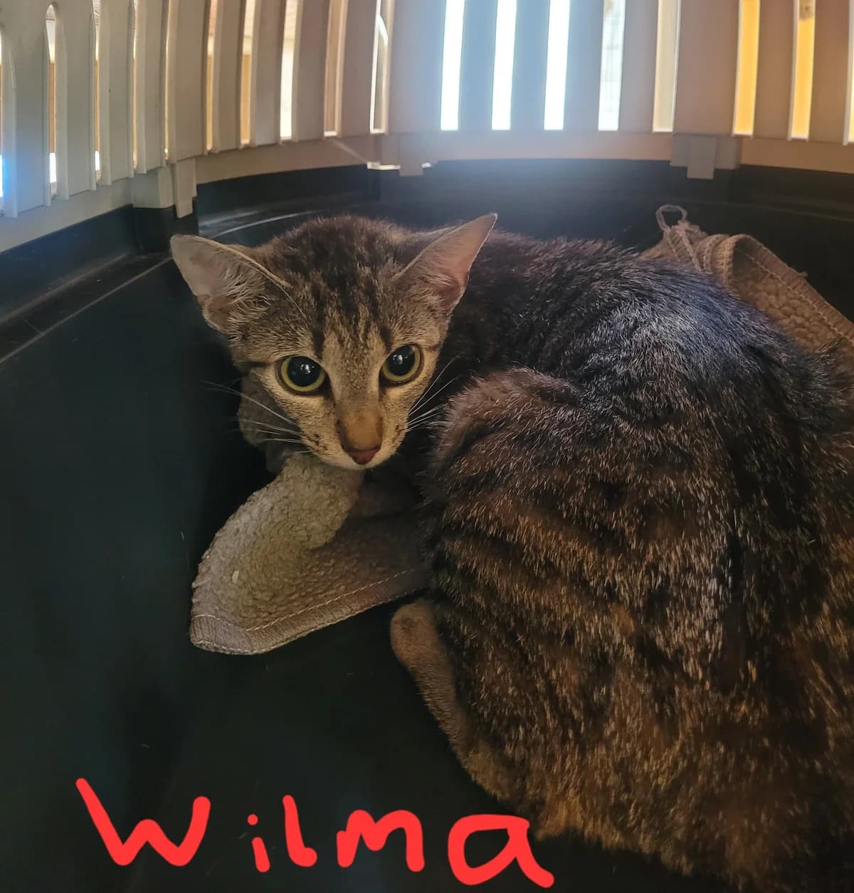 Wilma, female Mixed Breed for adoption at Osttirol