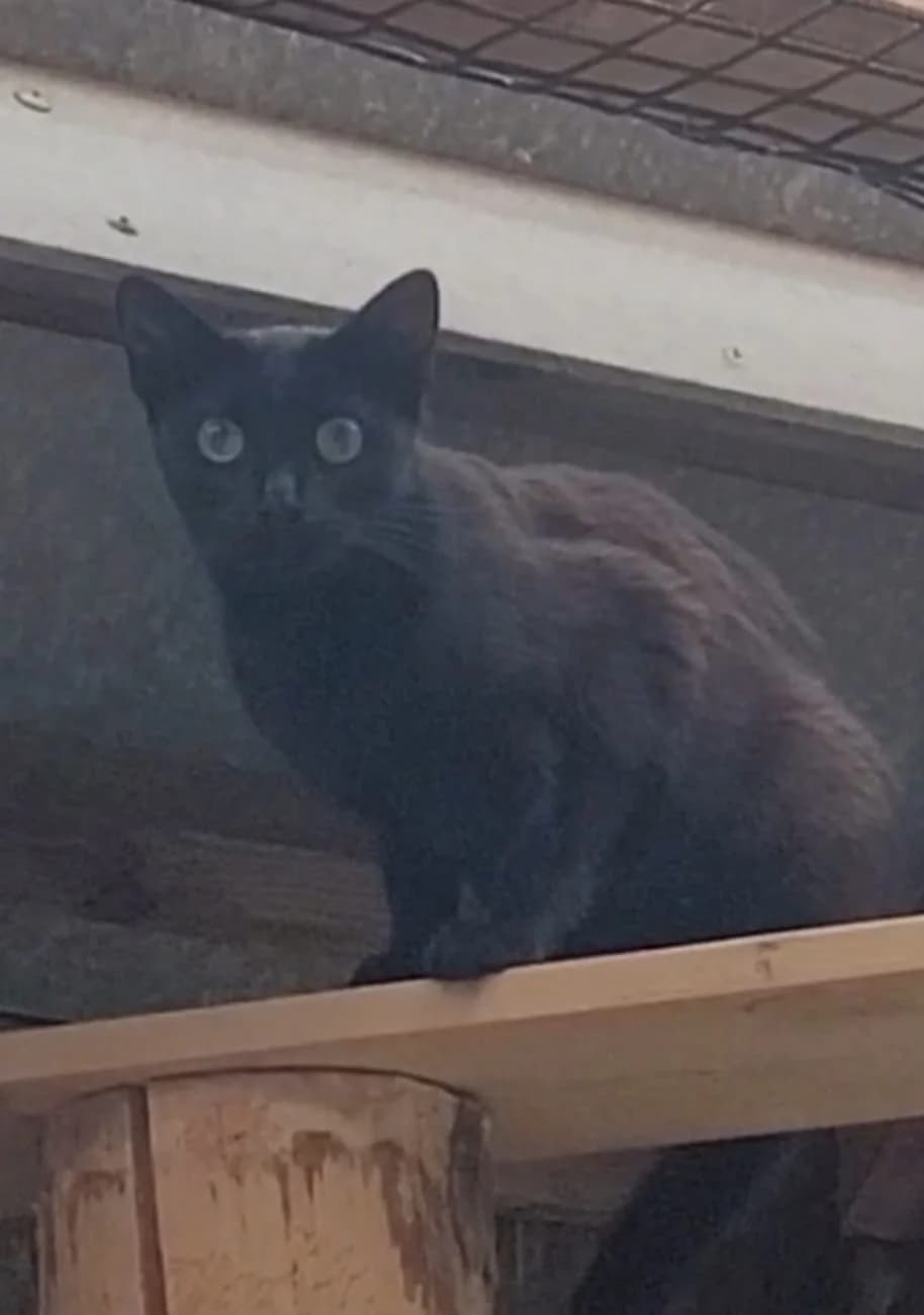 Jazzy, female Mixed Breed for adoption at Osttirol