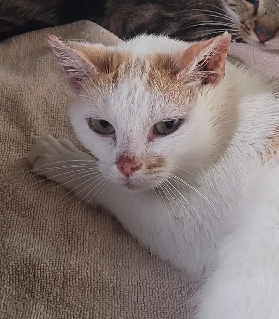 Cookie, female Mixed Breed for adoption at Osttirol