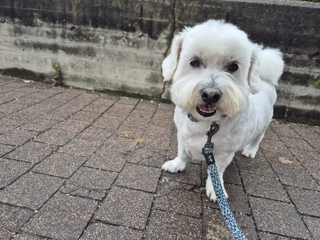 Lucky - Vermittlungshilfe, male senior Maltese for adoption at Osttiroler Tierschutzverein, Osttirol