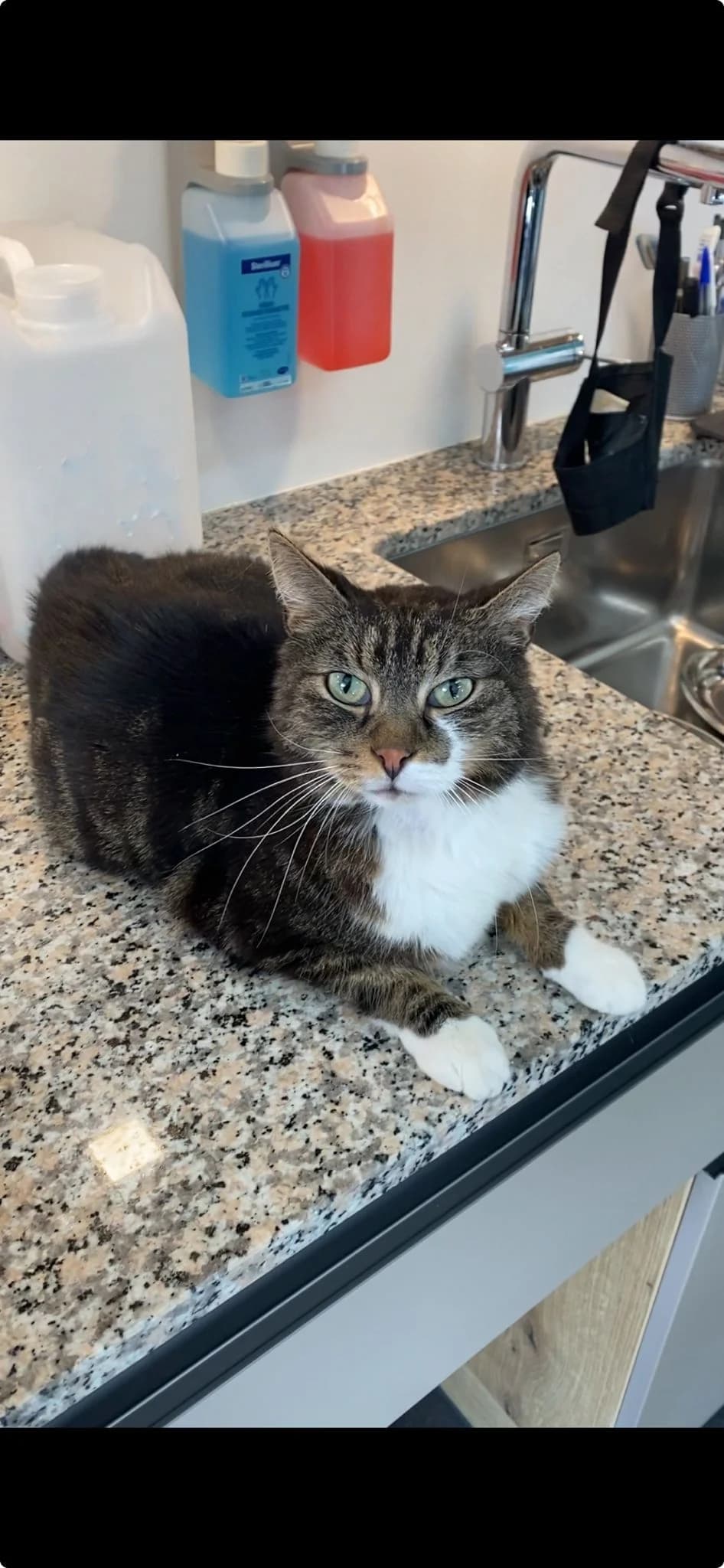 Vermittlungshilfe - FIV positive Katze, male Mixed Breed for adoption at Osttirol