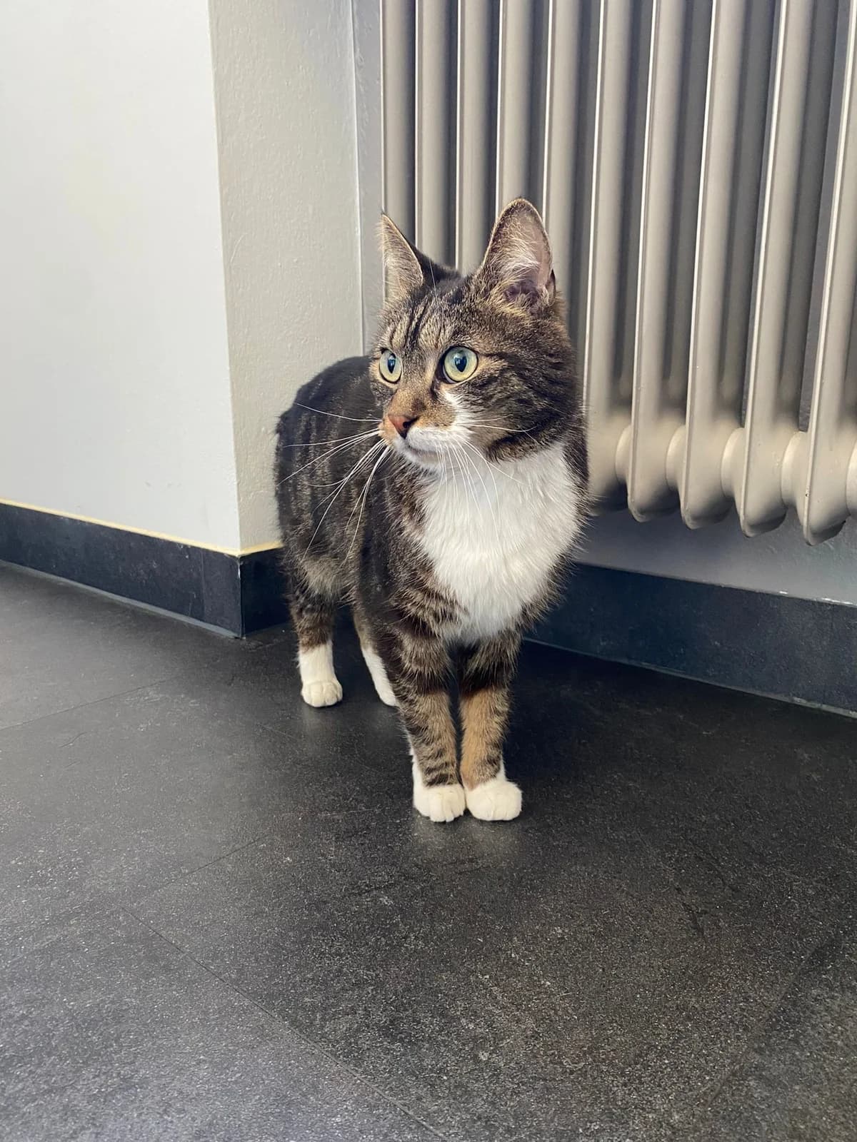 Vermittlungshilfe - FIV positive Katze, male Mixed Breed for adoption at Osttiroler Tierschutzverein, Osttirol photo 2