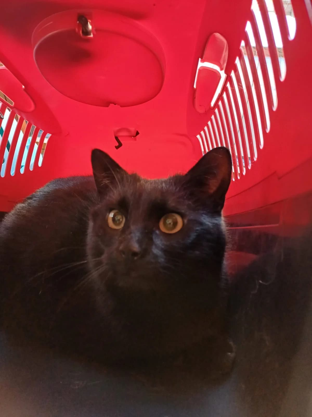 Comori, female 5yo Mixed Breed for adoption at Osttiroler Tierschutzverein, Osttirol