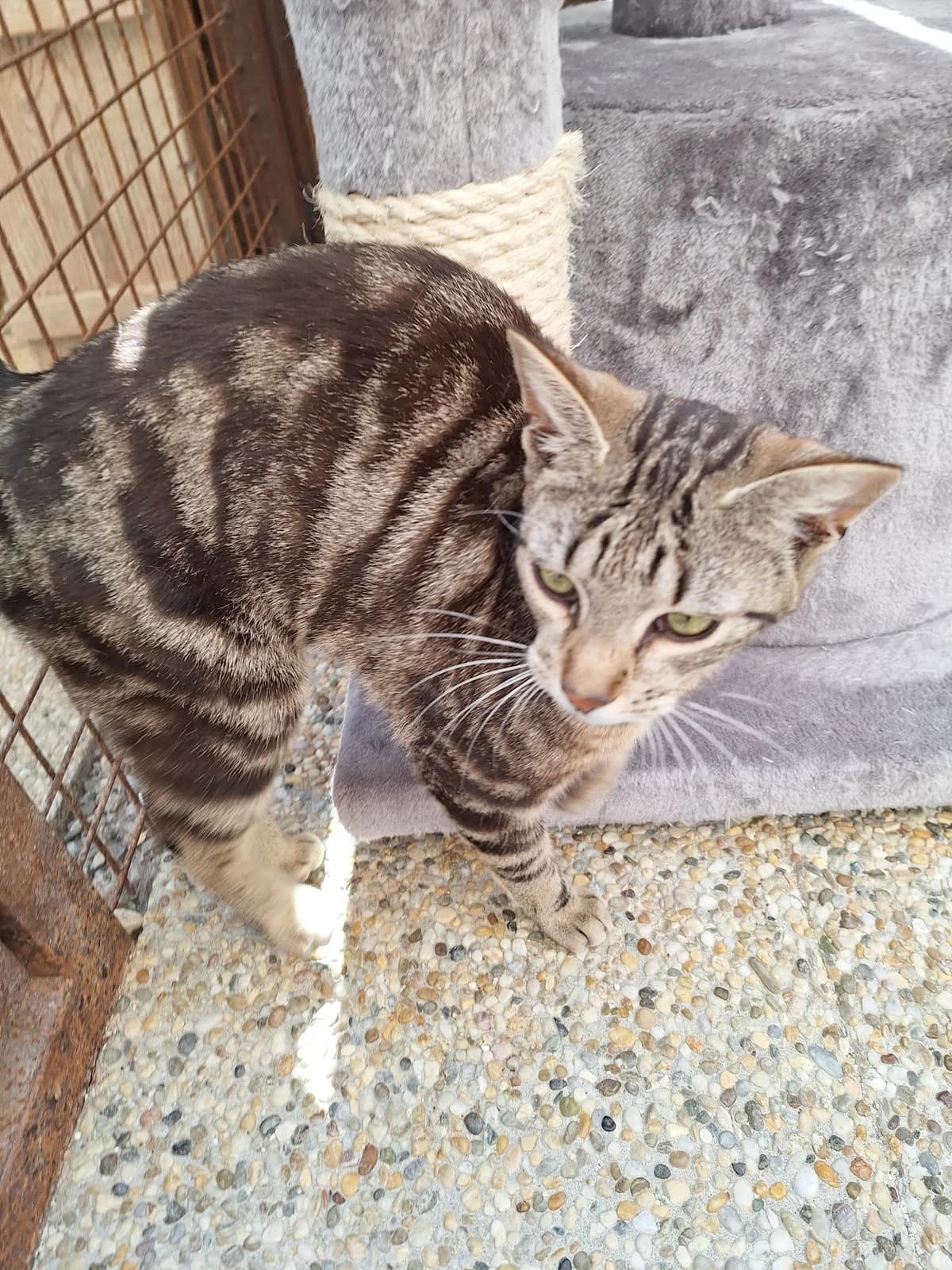 Flynn, male young Mixed Breed for adoption at Osttiroler Tierschutzverein, Osttirol