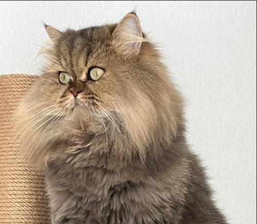 Zoe - Vermittlungshilfe, female 5yo Mixed Breed for adoption at Osttiroler Tierschutzverein, Osttirol