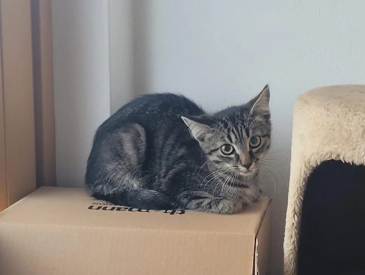 Kira, female Mixed Breed for adoption at Osttirol