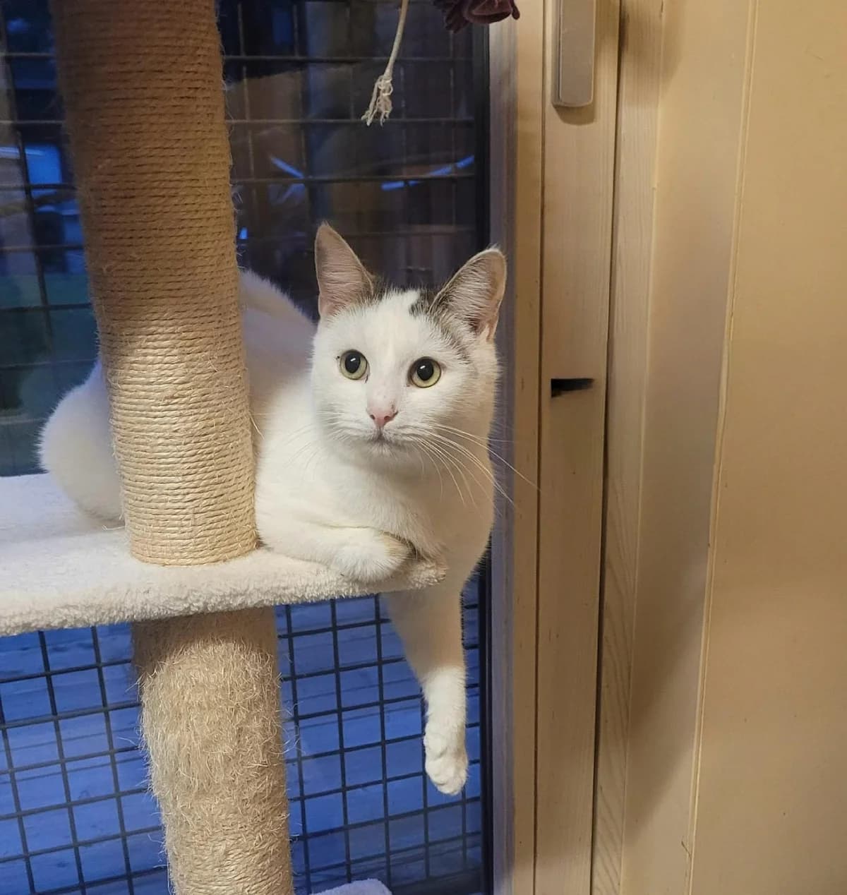 Leopold, male Mixed Breed for adoption at Osttirol