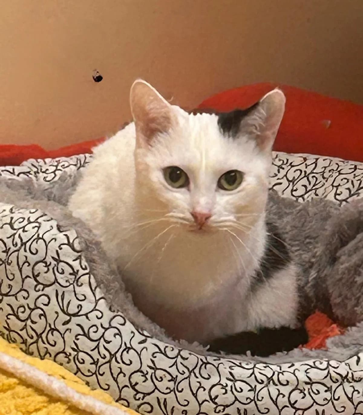 Lena, female Mixed Breed for adoption at Osttirol