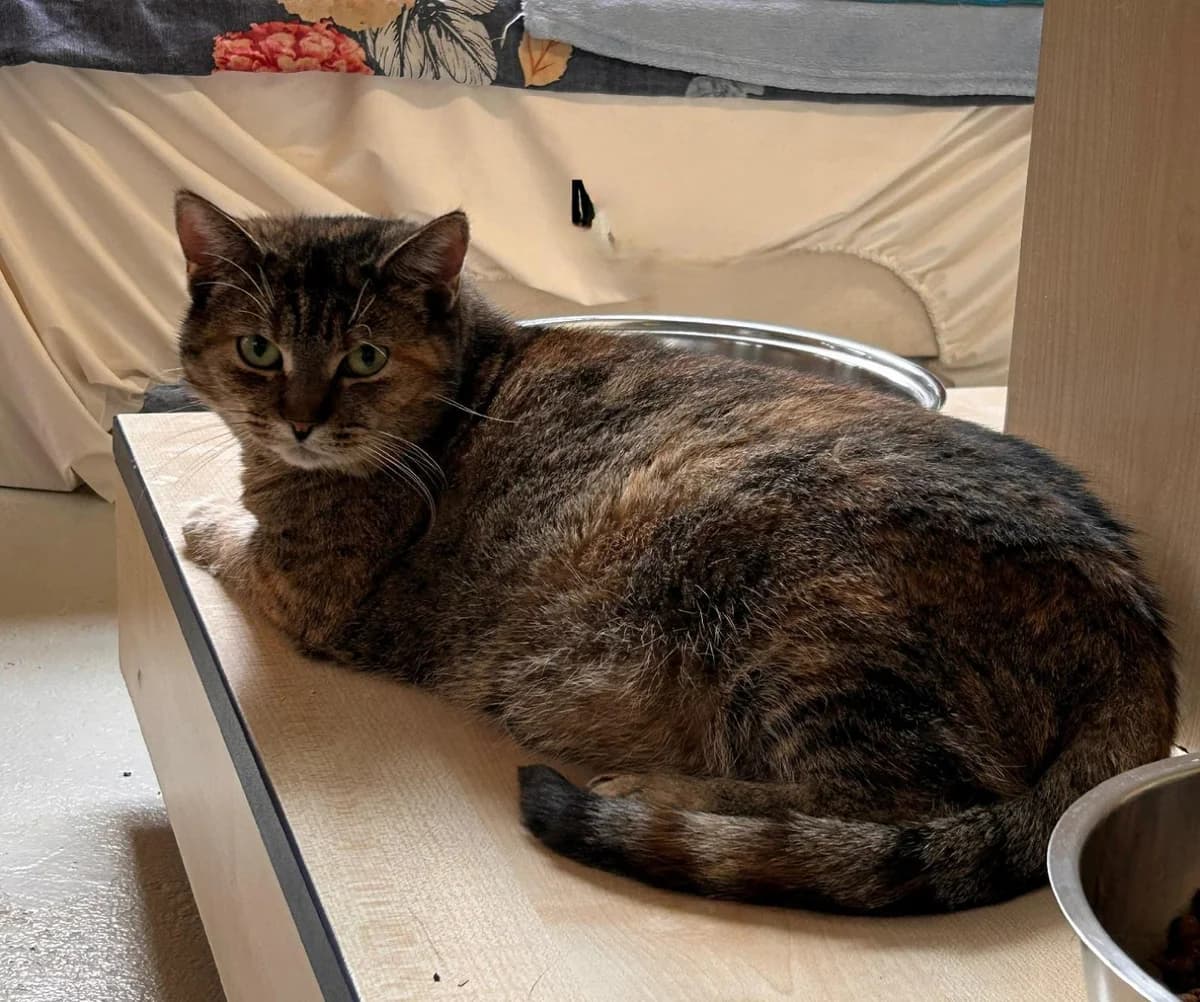 Magda, female Mixed Breed for adoption at Osttirol