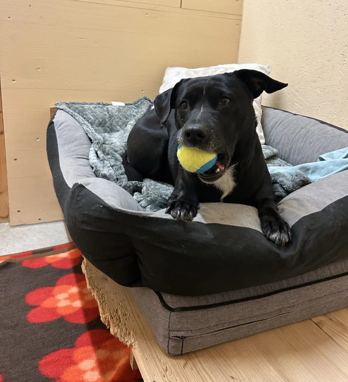 Rya, female Mixed Breed for adoption at Osttirol