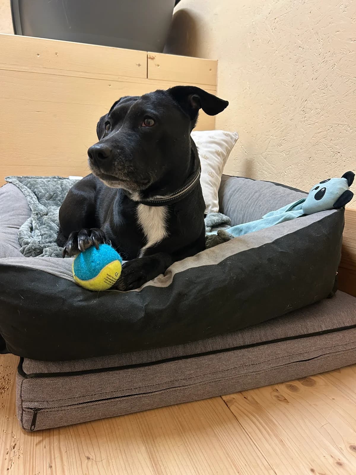 Rya, female Mixed Breed for adoption at Osttiroler Tierschutzverein, Osttirol photo 2