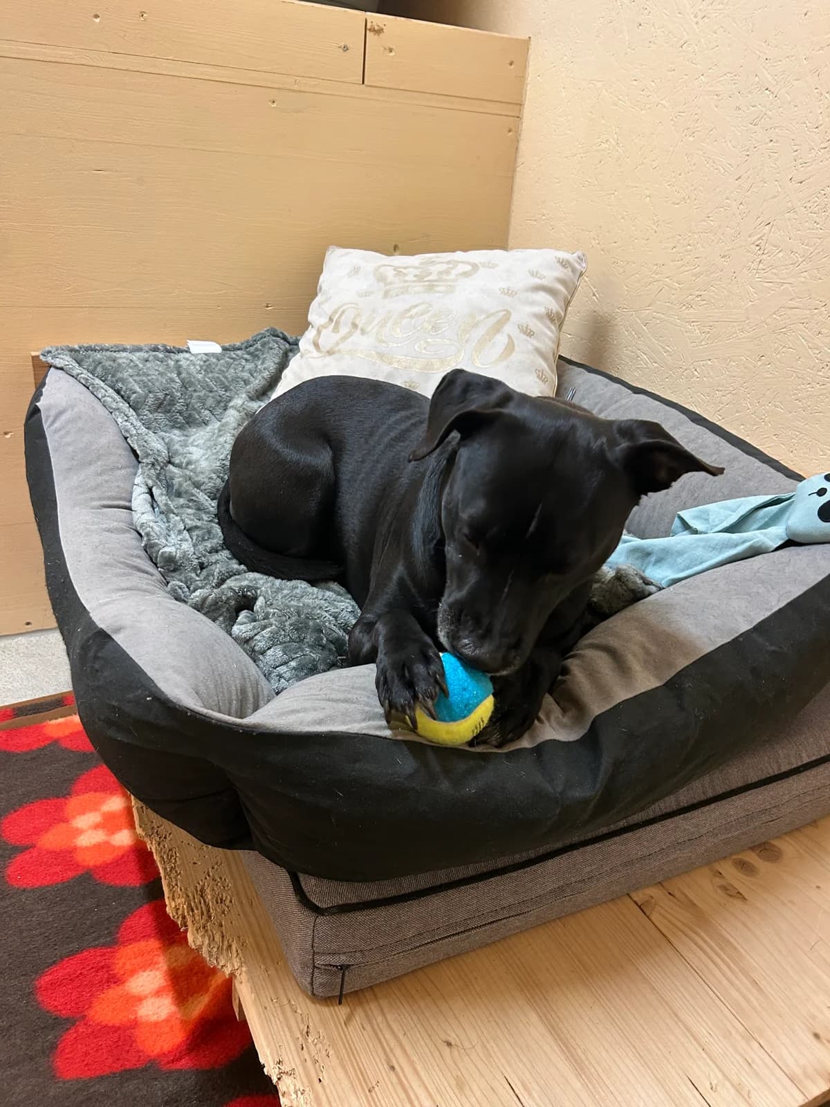 Rya, female Mixed Breed for adoption at Osttiroler Tierschutzverein, Osttirol photo 4