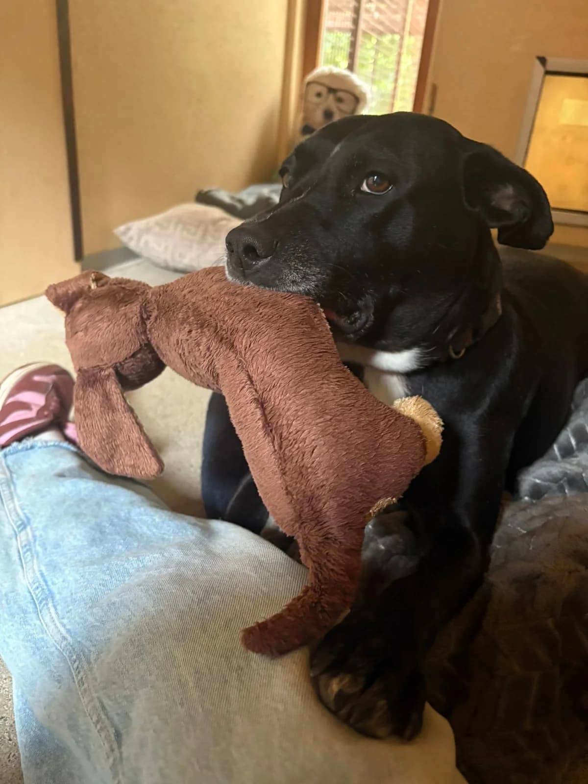 Rya, female Mixed Breed for adoption at Osttiroler Tierschutzverein, Osttirol photo 5