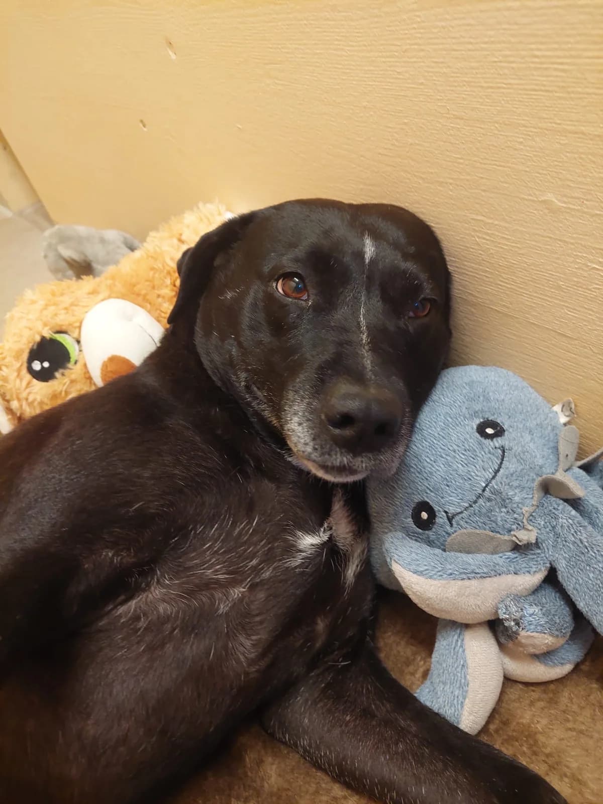 Rya, female Mixed Breed for adoption at Osttiroler Tierschutzverein, Osttirol photo 6