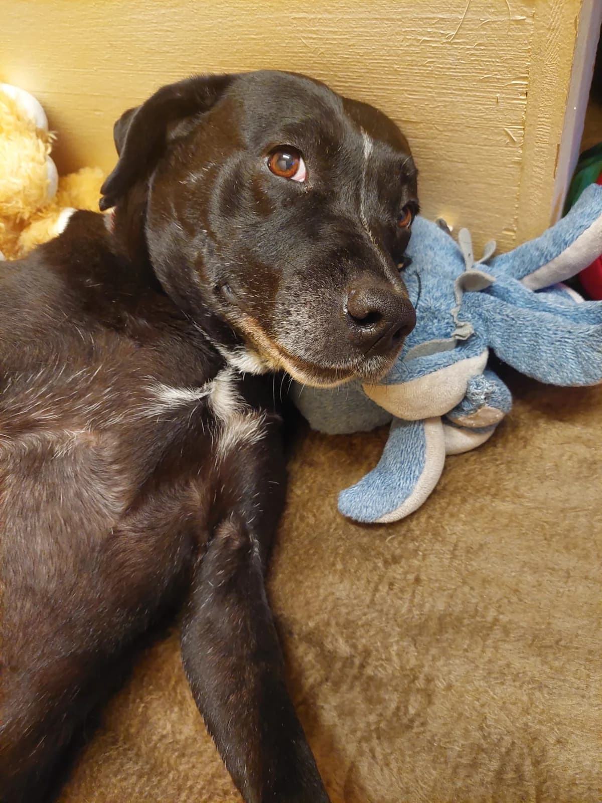 Rya, female Mixed Breed for adoption at Osttiroler Tierschutzverein, Osttirol photo 7