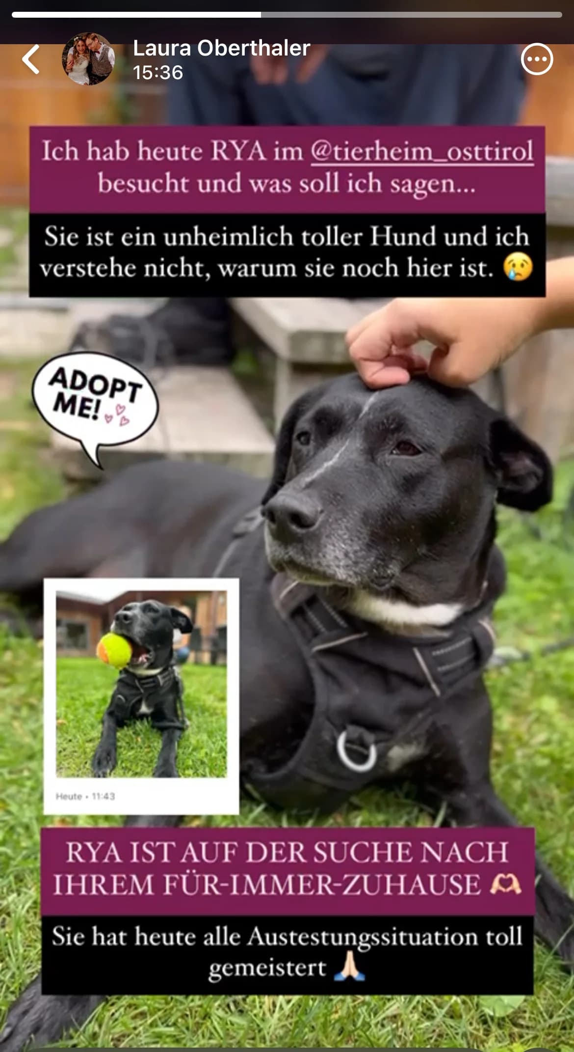 Rya, female Mixed Breed for adoption at Osttiroler Tierschutzverein, Osttirol photo 8