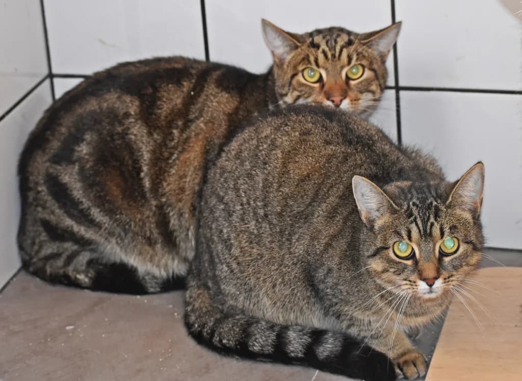 Alice & Anton,  Mixed Breed Cat for adoption at Tierheim Parndorf