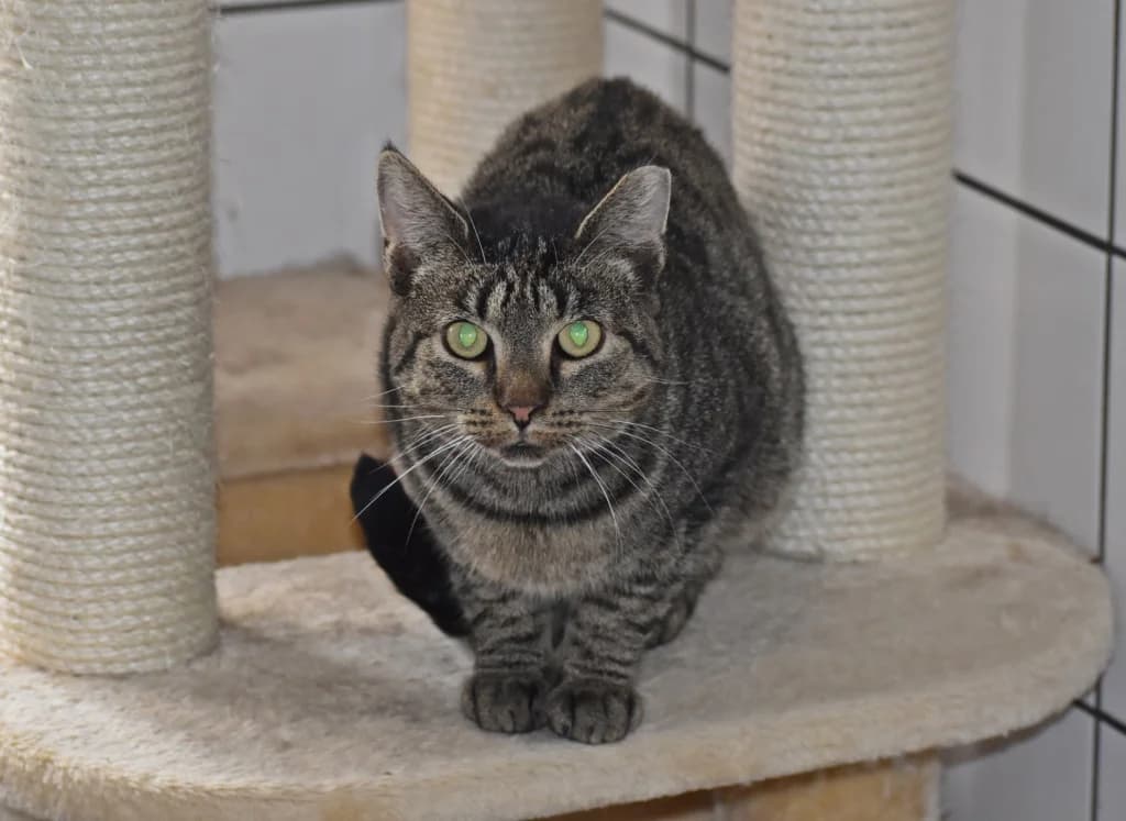 Bella, female Mixed Breed Cat for adoption at Tierheim Parndorf