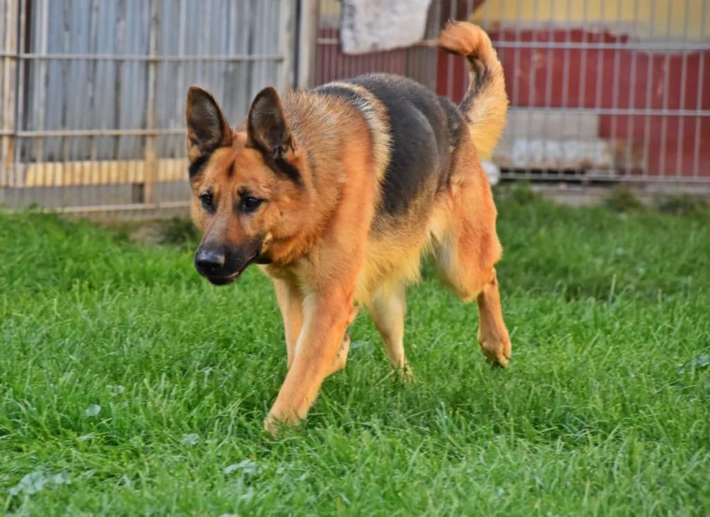 Jenny, female 7yo German Shepherd for adoption at Tierheim Parndorf