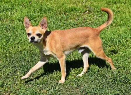 Lucky, male senior Chihuahua for adoption at Tierheim Parndorf