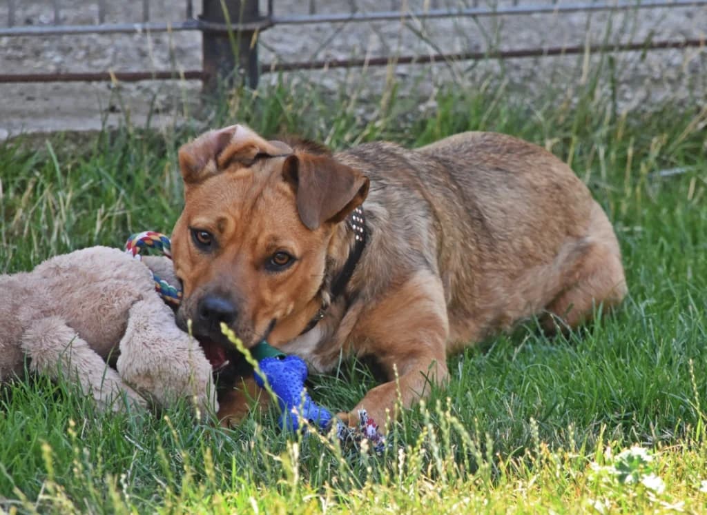 Pipi, female Mixed Breed for adoption at Tierheim Parndorf