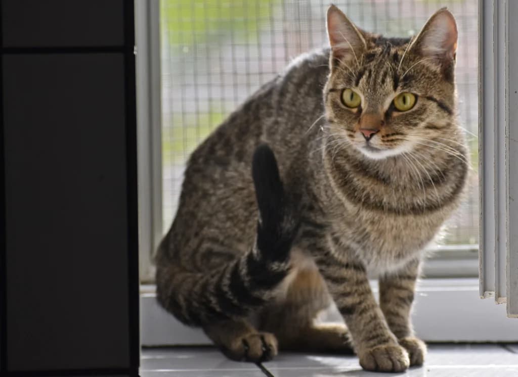 Susi & Suri, female Mixed Breed Cat for adoption at Tierheim Parndorf